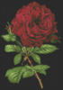 Прекрасная роза: оригинал