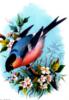 Схема вышивки «Весенняя птичка»