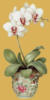 Схема вышивки «Орхидея на светлобежевом фоне»