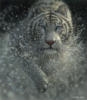 Коллин Богль - Белый тигр: оригинал