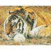 Схема вышивки «Раджа - сибирский тигр»