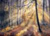 Схема вышивки «Autumn Forest»