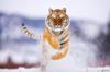 Схема вышивки «Тигр в снегу»