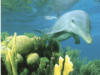 Схема вышивки «Подводный мир с дельфином!)»