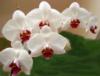 Ветка орхидеи: оригинал