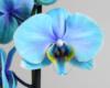 Схема вышивки «Красивейшая голубая орхидея)»