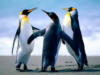 Схема вышивки «Пингвинята))»