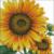 Схемы вышивки автора «lv-sunflower»